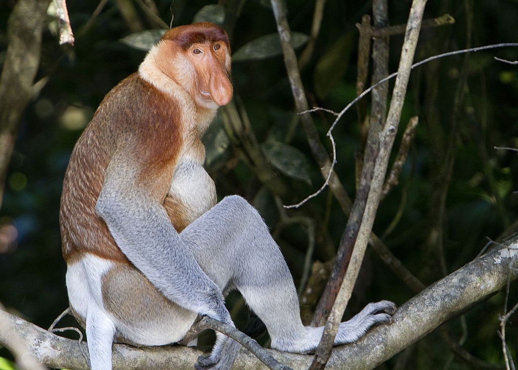 1280px-Proboscis_Monkey_in_Borneo.jpg
