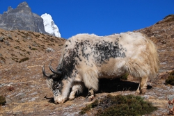 soleans swiss Солеанс туроператор - як в горах