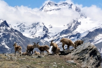 Туроператор Soleans, Швейцария, высокогорный курорт, Саас-Фэ, Saas-Fee