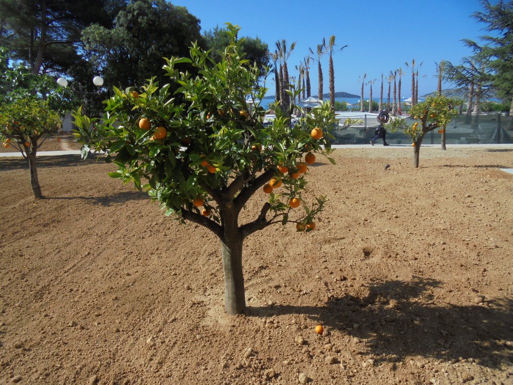 Amadria Park Hotel Jure 4*sup+ Amadria Park Hotel Jure 4*sup+