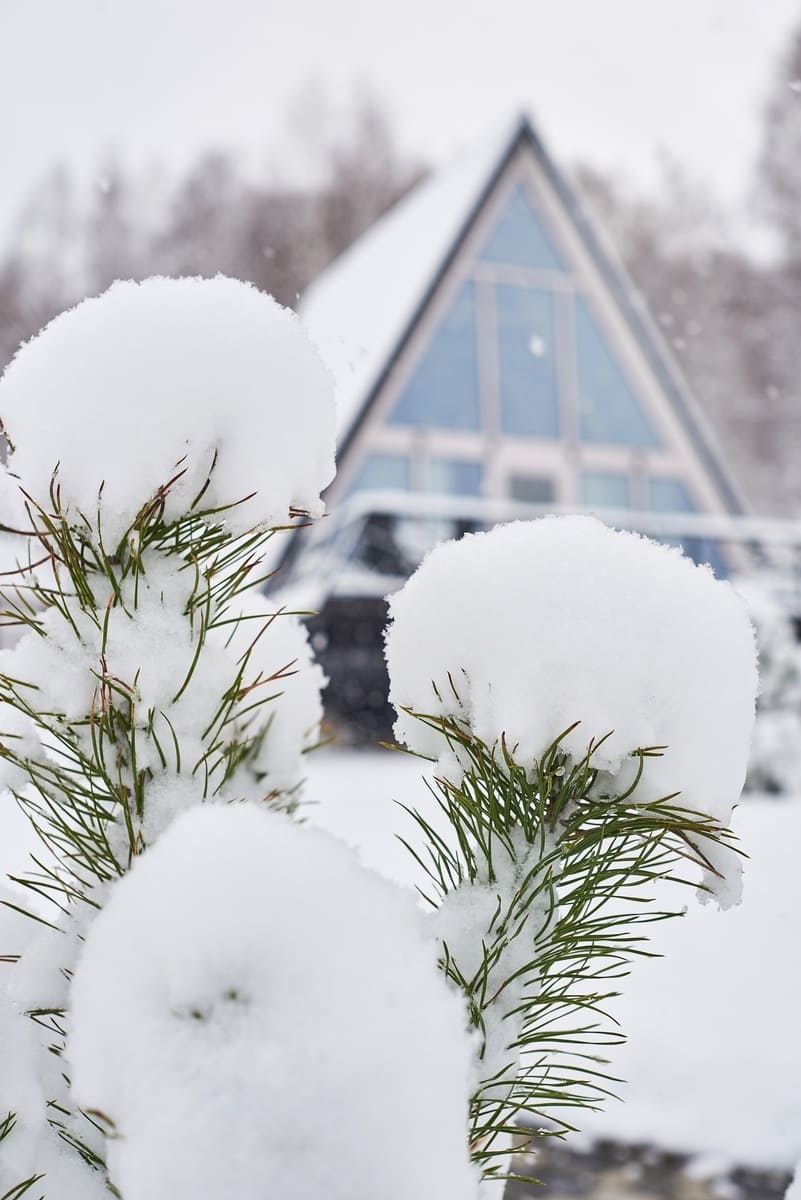 «Шале Алтай Пэлас» 4*