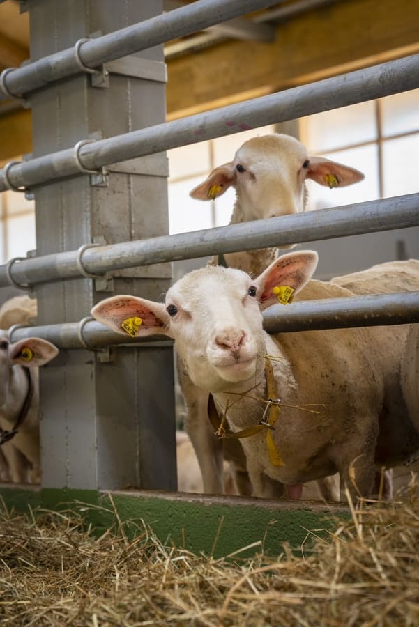 Спорт-Марафон Парк 5*