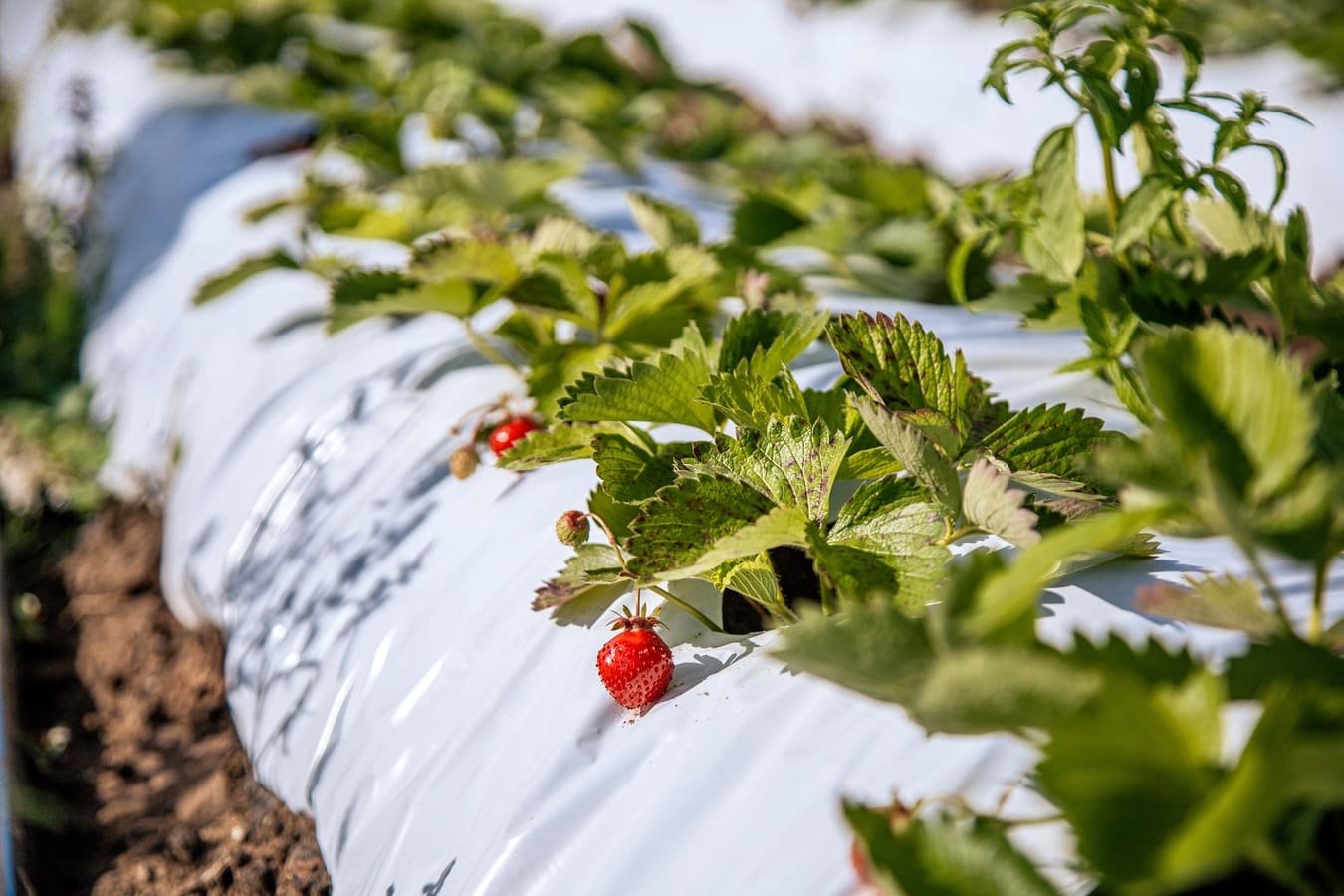 Спорт-Марафон Парк 5*